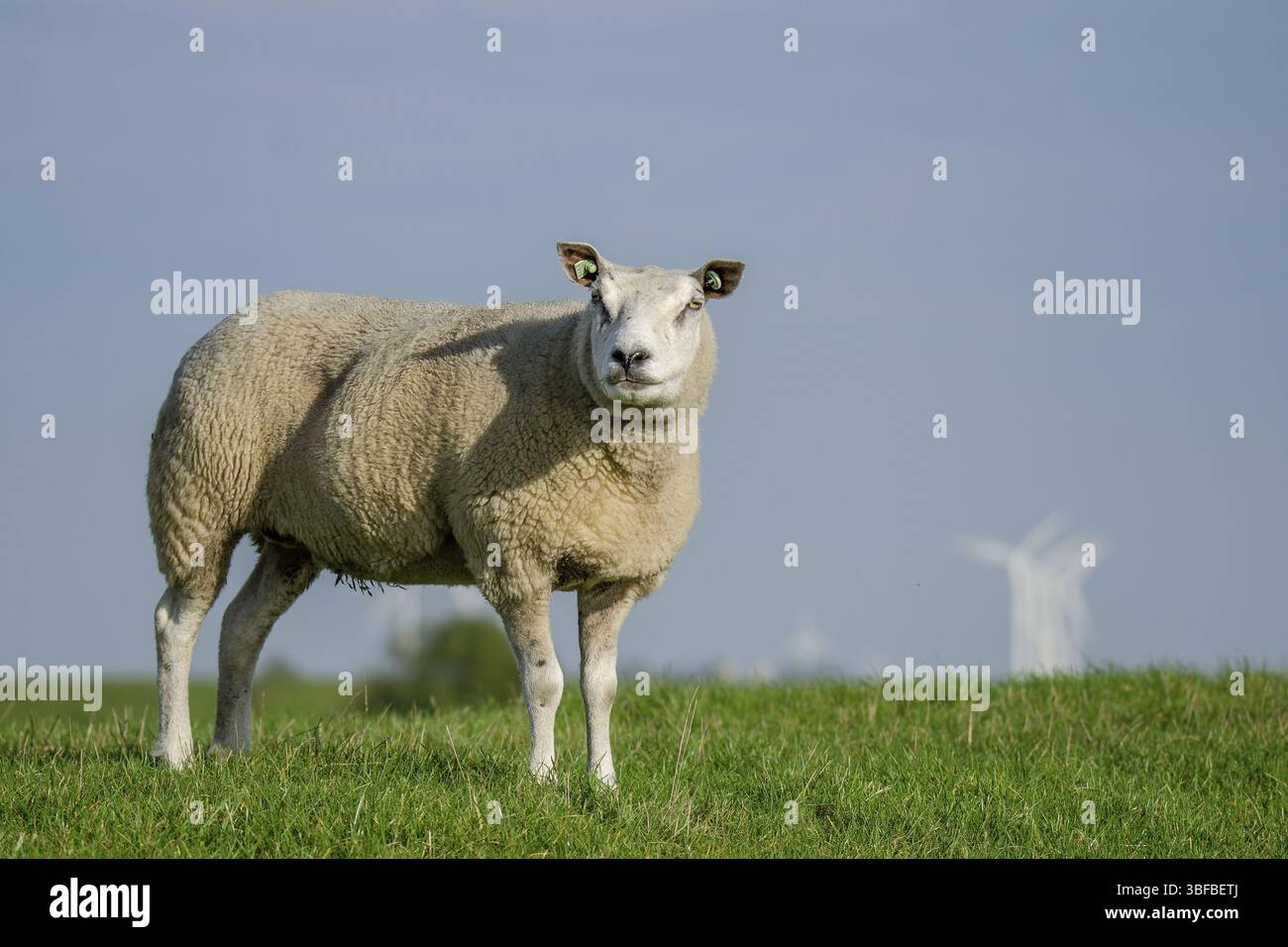 Digue mouton au Dollart Banque D'Images