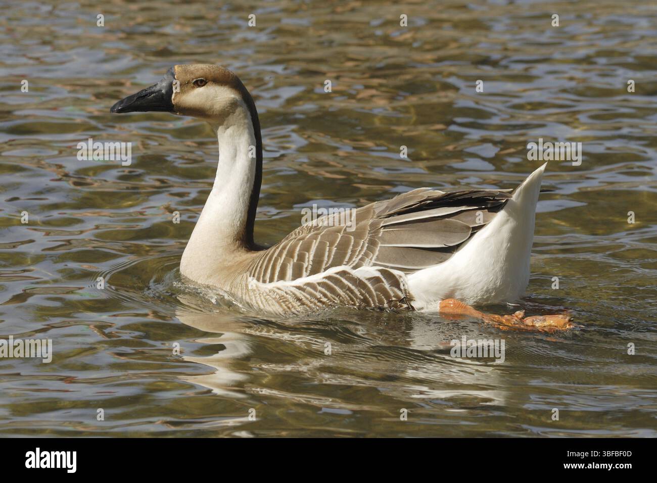 Swan goose (Anser cygnoides) Banque D'Images