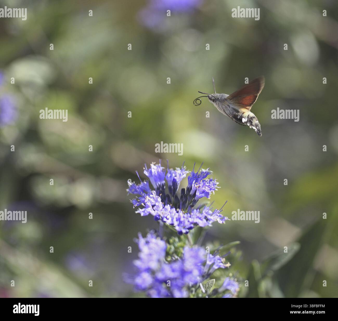 Queue de pigeon (Macroglossum stellatarum) Banque D'Images