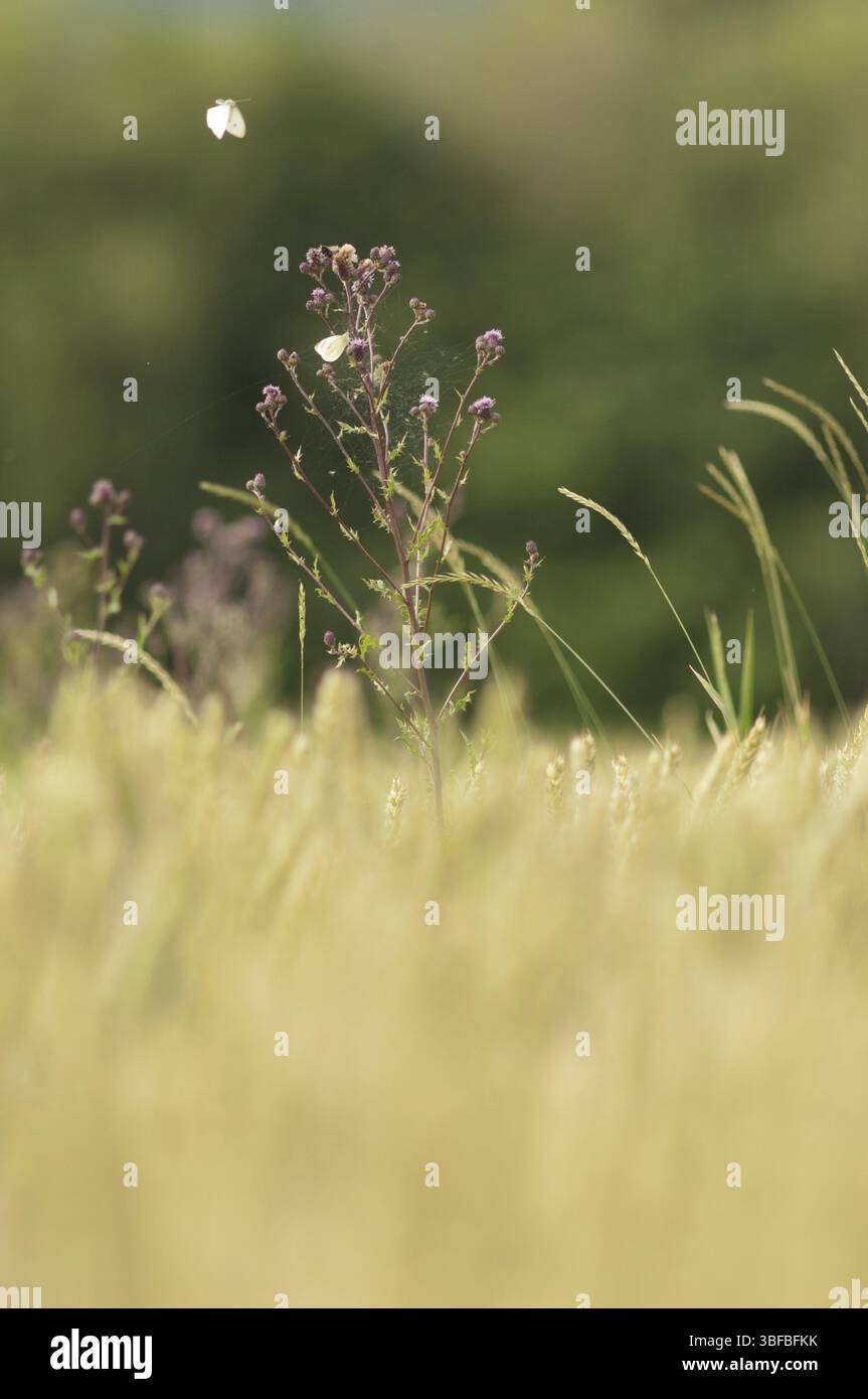 Papillons blancs de chardon et de chou (Pieris rapae) Banque D'Images