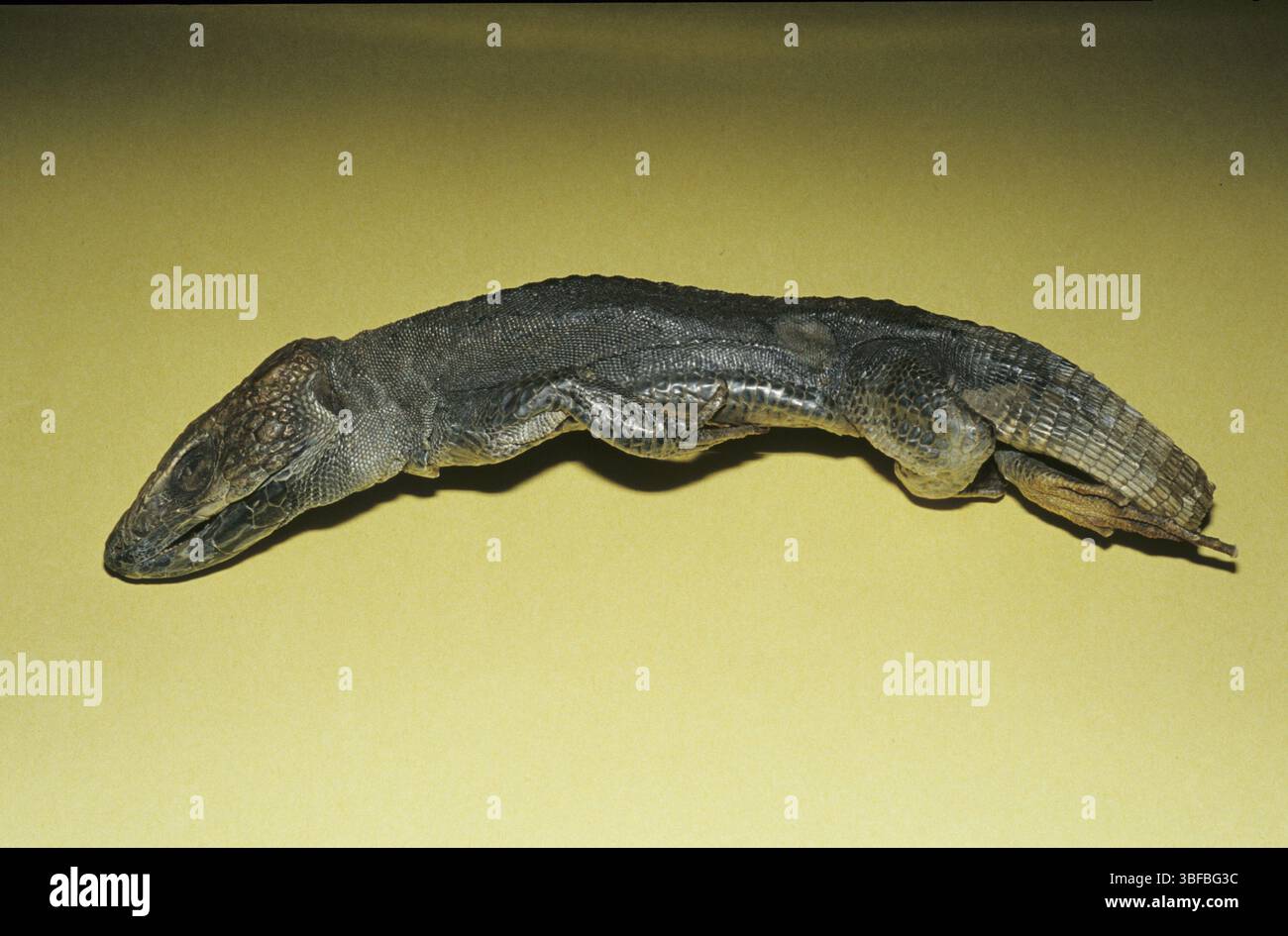 Skink apothicaire (Scincus scincus ?, syn. Scincus officinalis) Banque D'Images