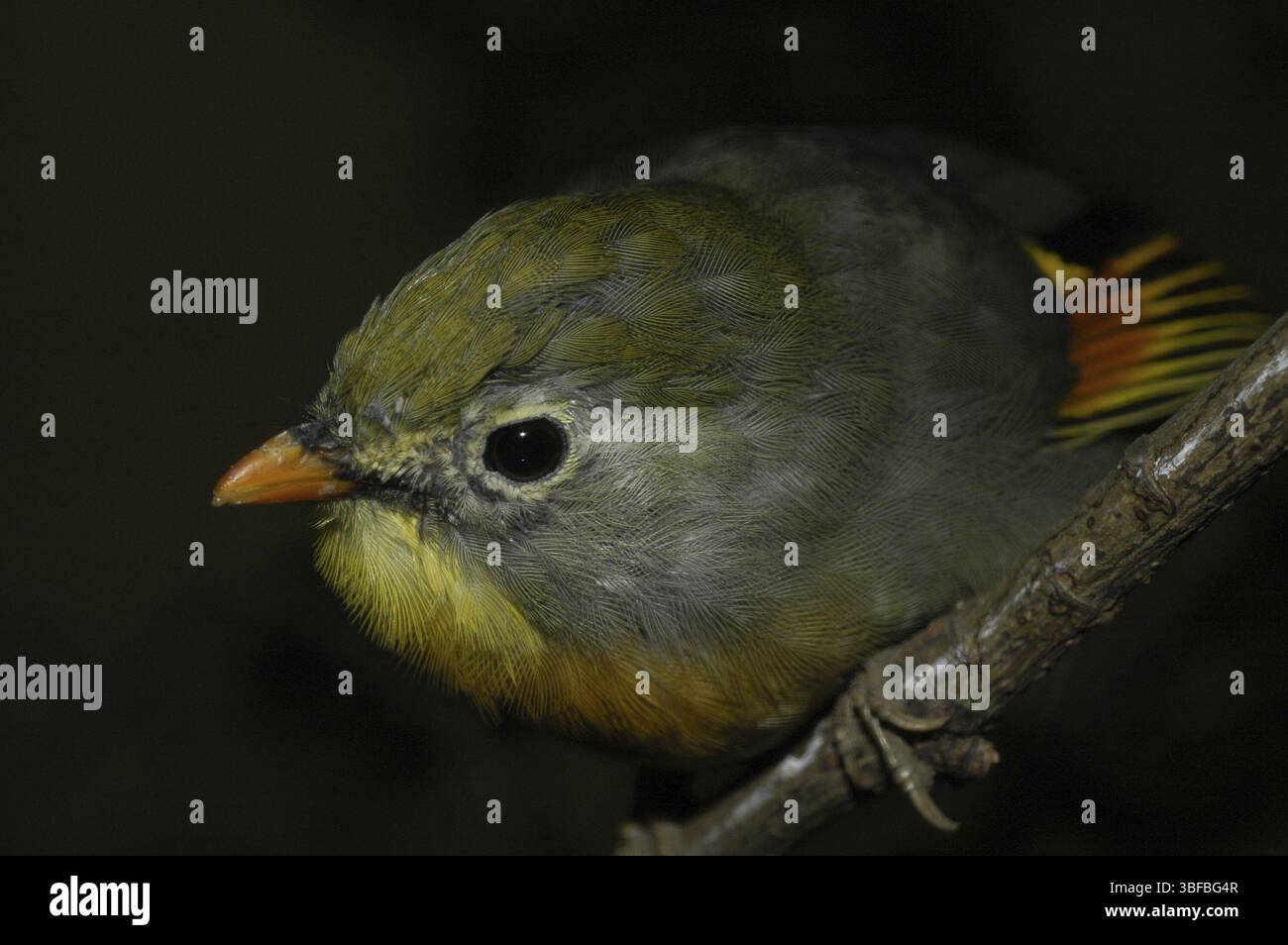 Sunbird, Nightingale chinois (Leiothrix lutea) Banque D'Images
