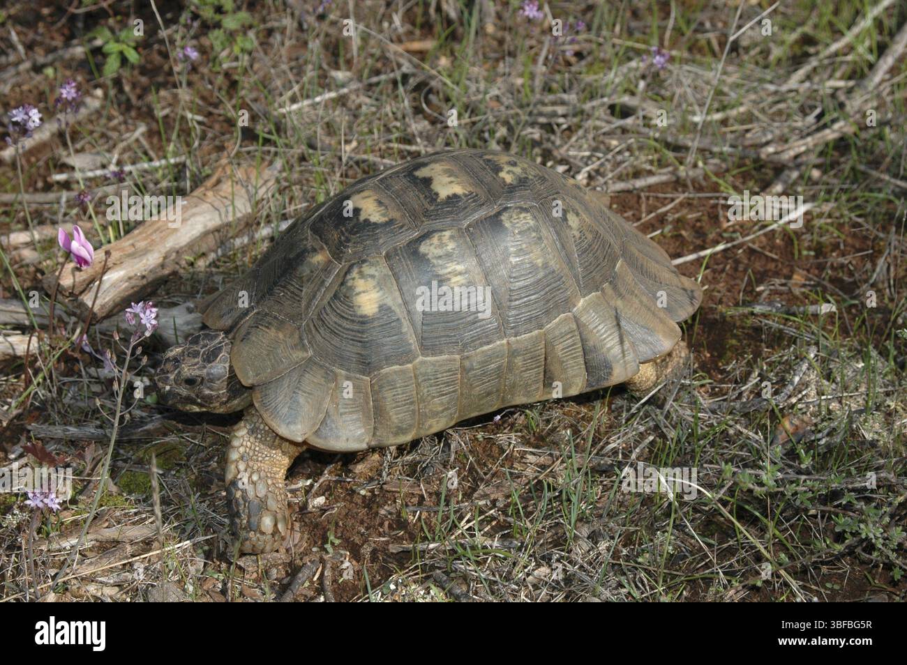 Tortue à large coquille (Testudo marginata) Banque D'Images Tortue à large coquille (Testudo marginata) Banque D'Images