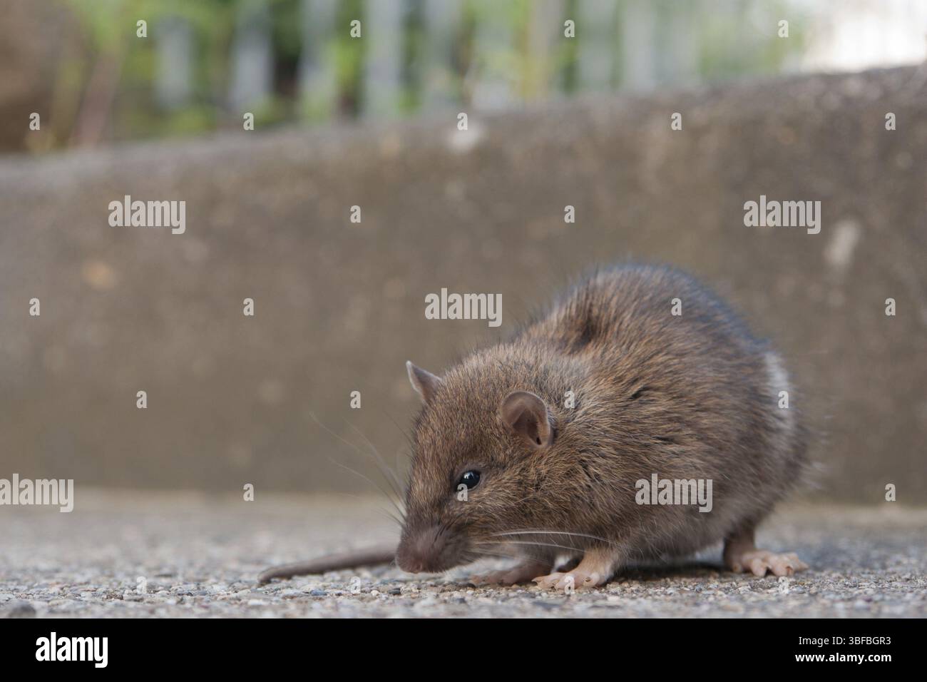 Rat domestique (Rattus rattus) Banque D'Images