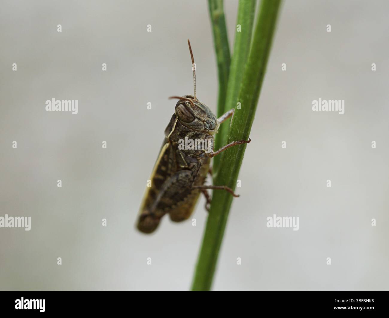 Calliptamus italicus, sauterelle, sauterelle à pieds courts, sauterelle grinceuse (Calliptamus italicus, Orthoptera, Caelifera, Acrididae, Callipt Banque D'Images