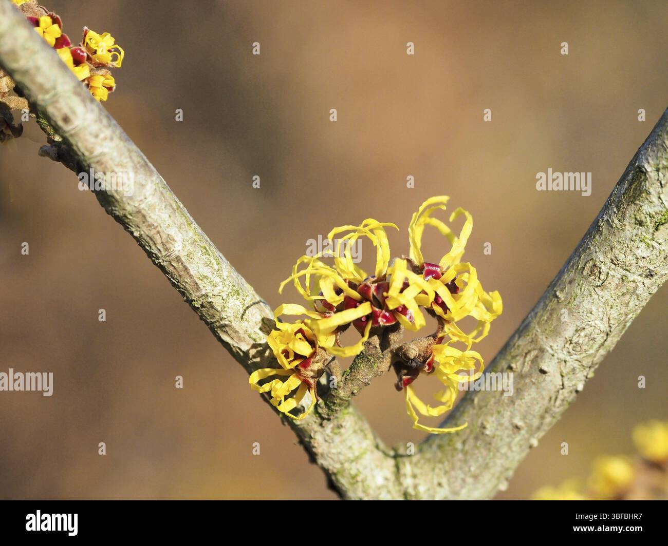 Fleur de noisette sorcière à la fin de l'hiver (Hamamelis intermedia) Banque D'Images