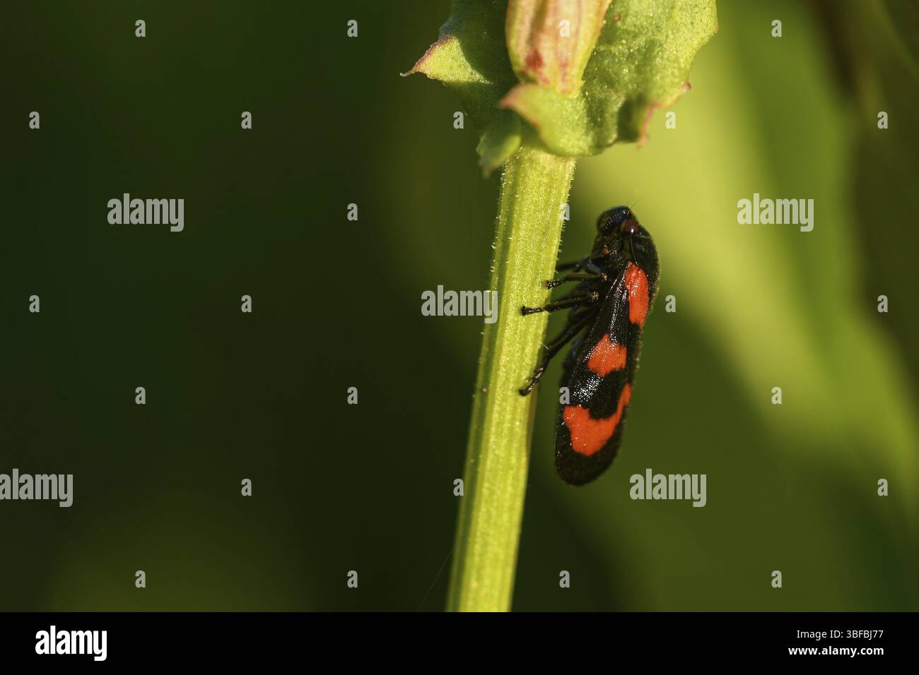 Panache-glace rouge et noir (vulnérabilité Cercopis) Banque D'Images
