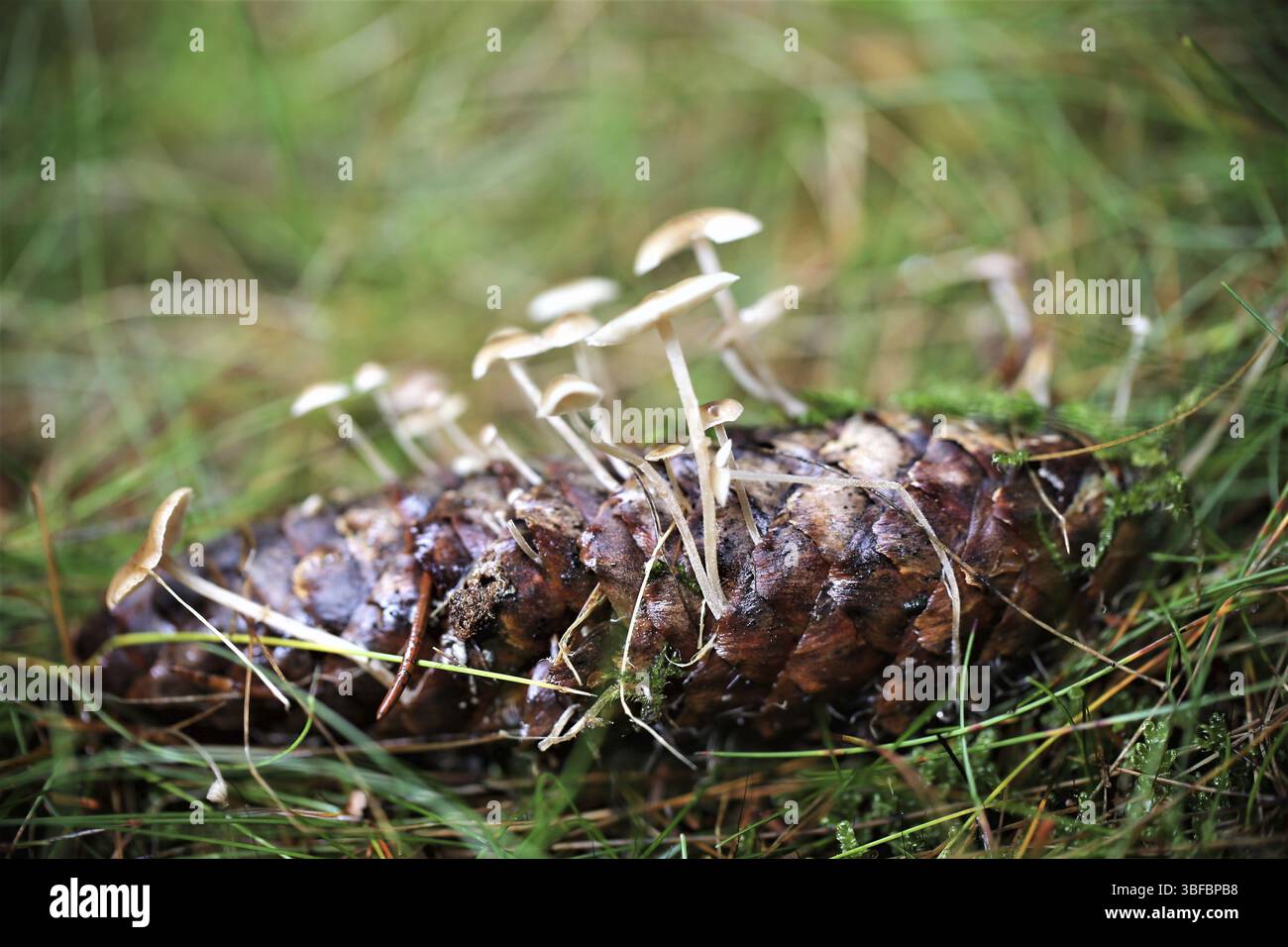 Champignon du cône de l'épinette (Baeospora myosura) Banque D'Images