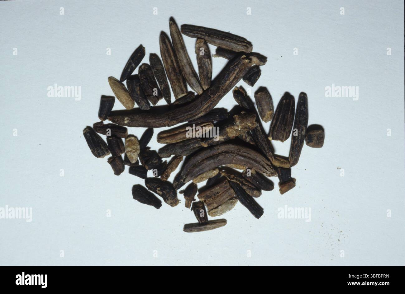 Ergot (origine : Claviceps purpurea) Banque D'Images Ergot (origine : Claviceps purpurea) Banque D'Images