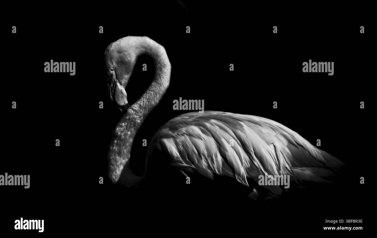 Flamant rose (phoenicopterus ruber) Banque D'Images