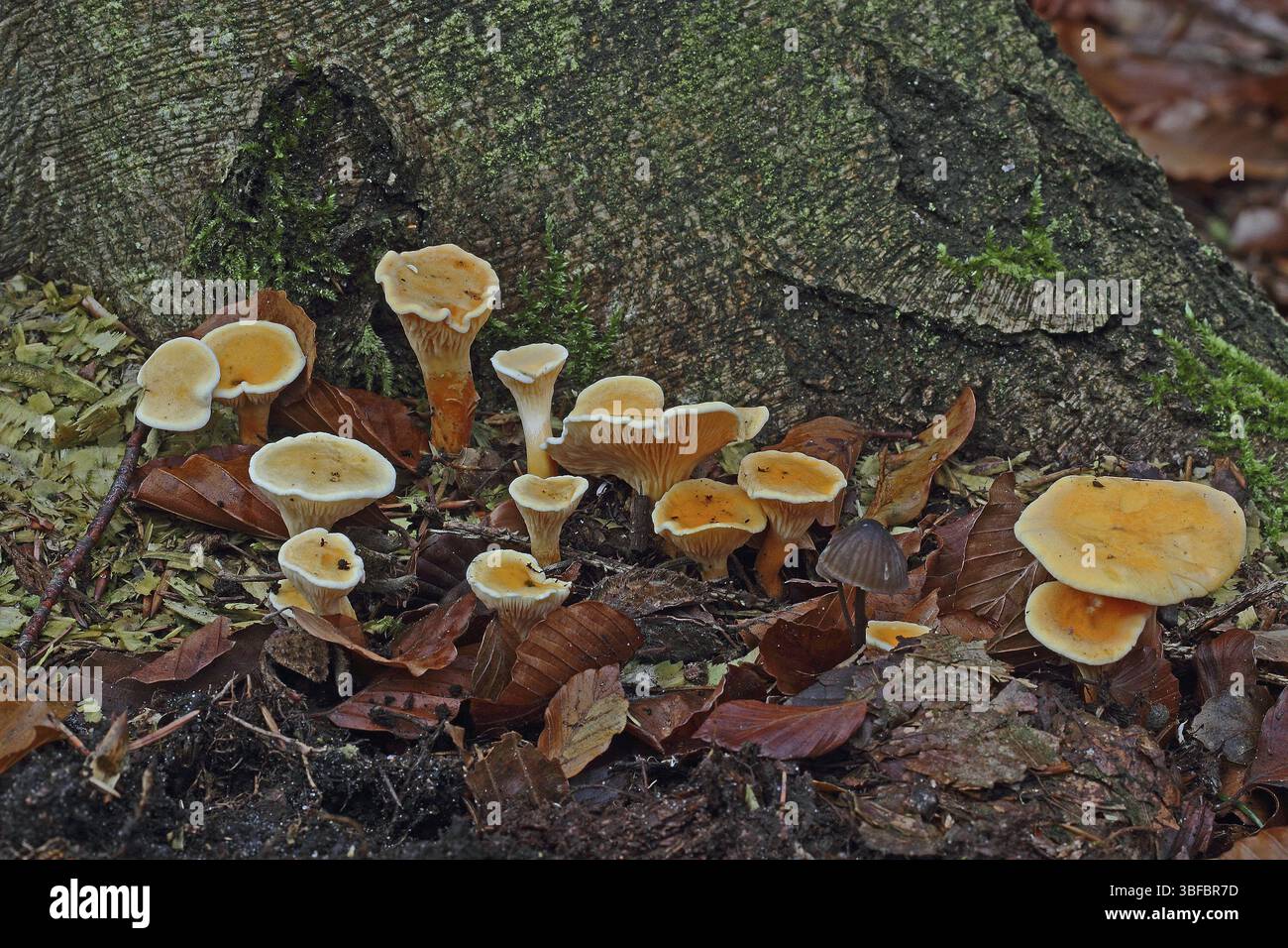 Fausse Chanterelle (Hygrophoropsis aurantiaca) Banque D'Images