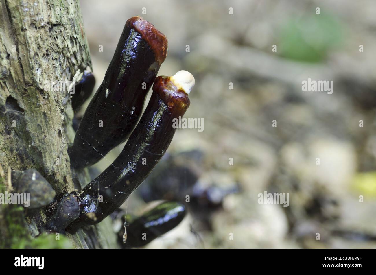 Champignon Lingzhi (Ganoderma lucidum) Banque D'Images