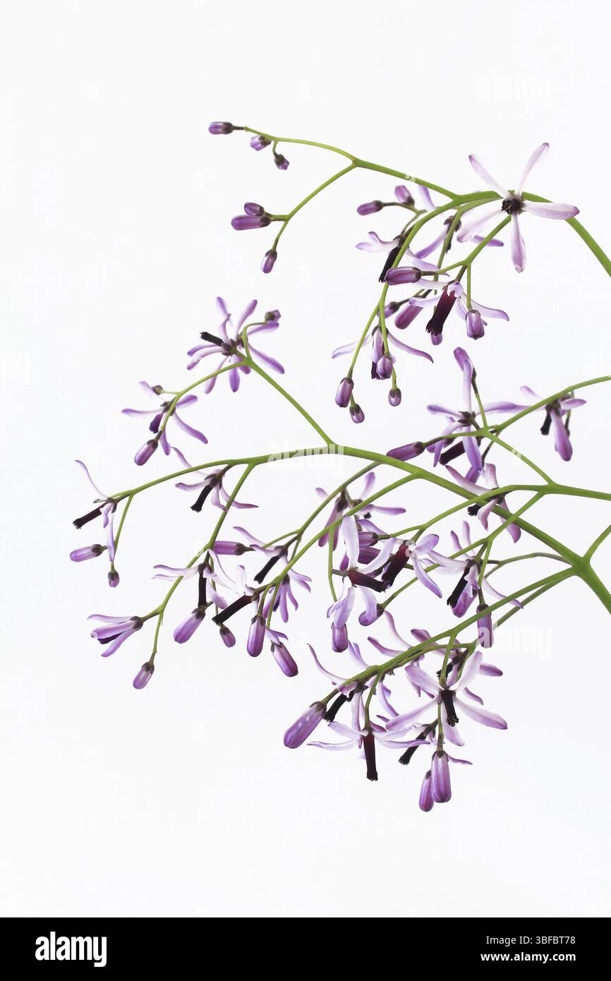 Fleurs de Cedrach - lilas persan (melia azedarach) Banque D'Images