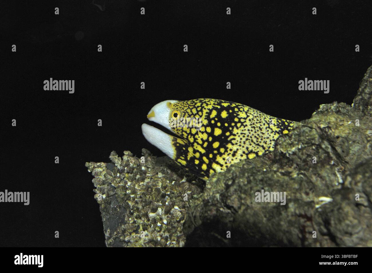 Moraie à taches étoilées (Echidna nebulosa) Banque D'Images