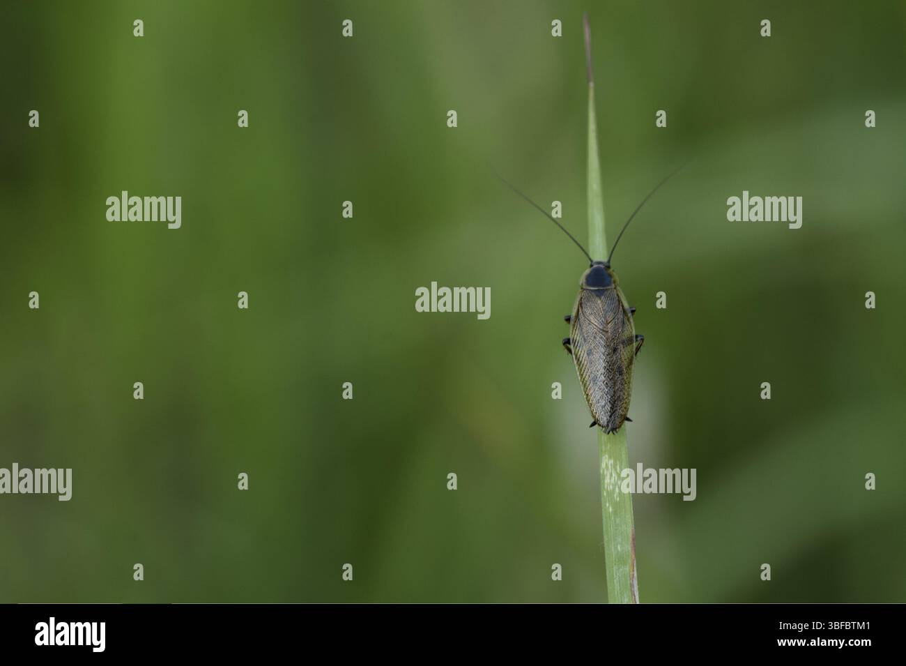 (Ectobius lapponicus cafard sombre) Banque D'Images