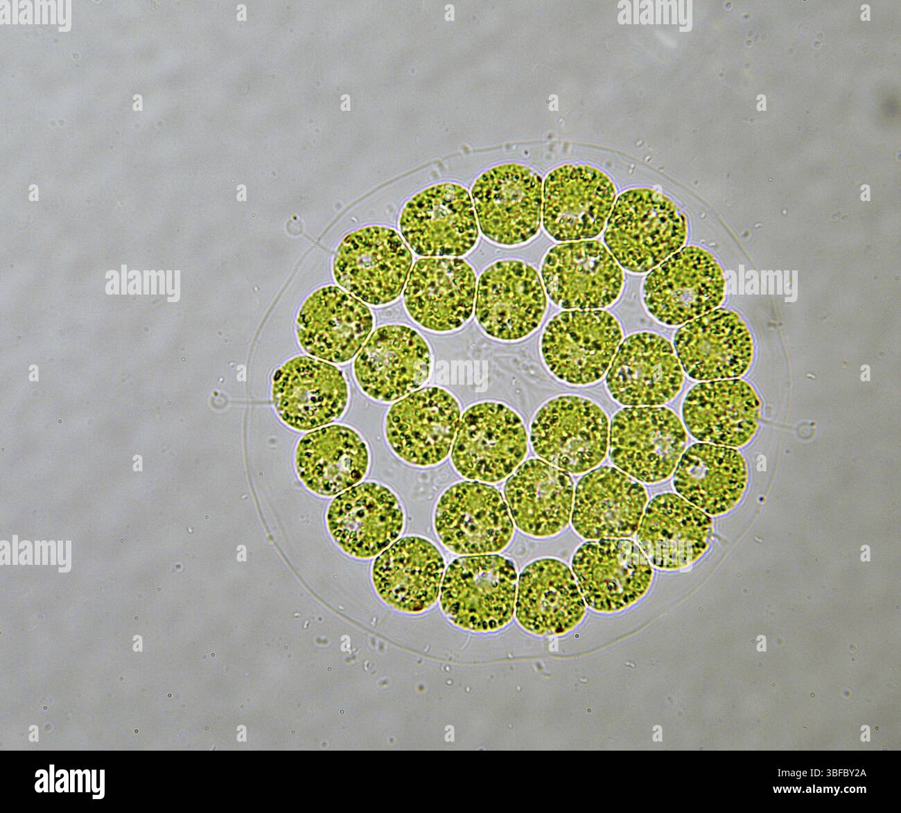 Algues vertes (Eudorina elegans) Banque D'Images