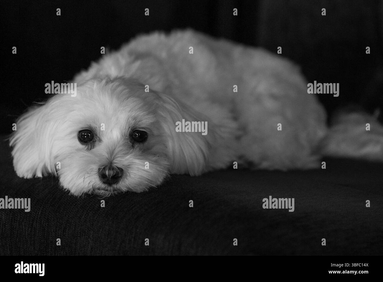 Portrait d'un chien blanc – puissance tranquille. Se reposer sur le canapé. Teintes monochromes. Banque D'Images