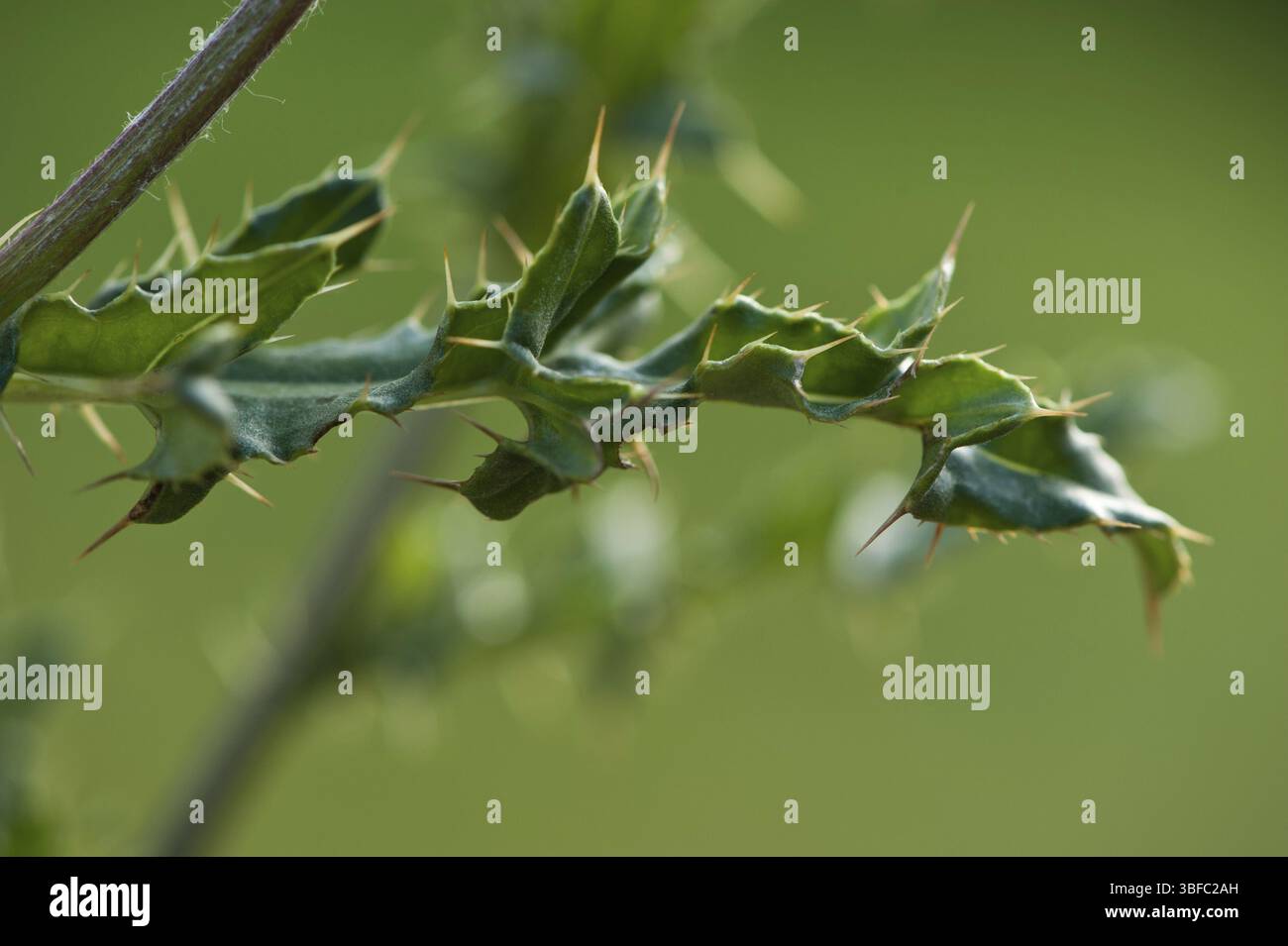 Chardon des champs (Cirsium arvense) Banque D'Images