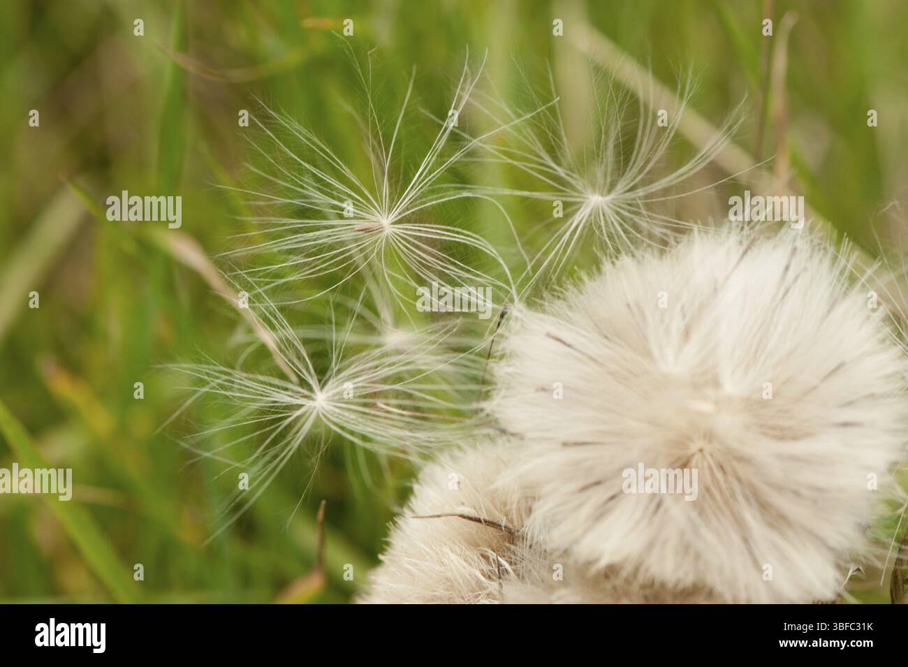 Tête de graine du chardon rampant (Cirsium arvense) Banque D'Images