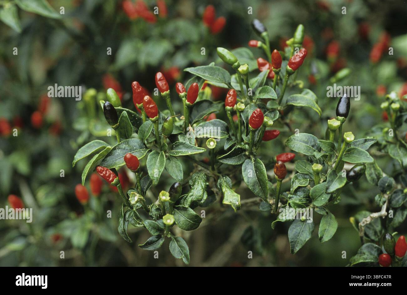 Piment, Tabasco (Capsicum frutescens) Banque D'Images