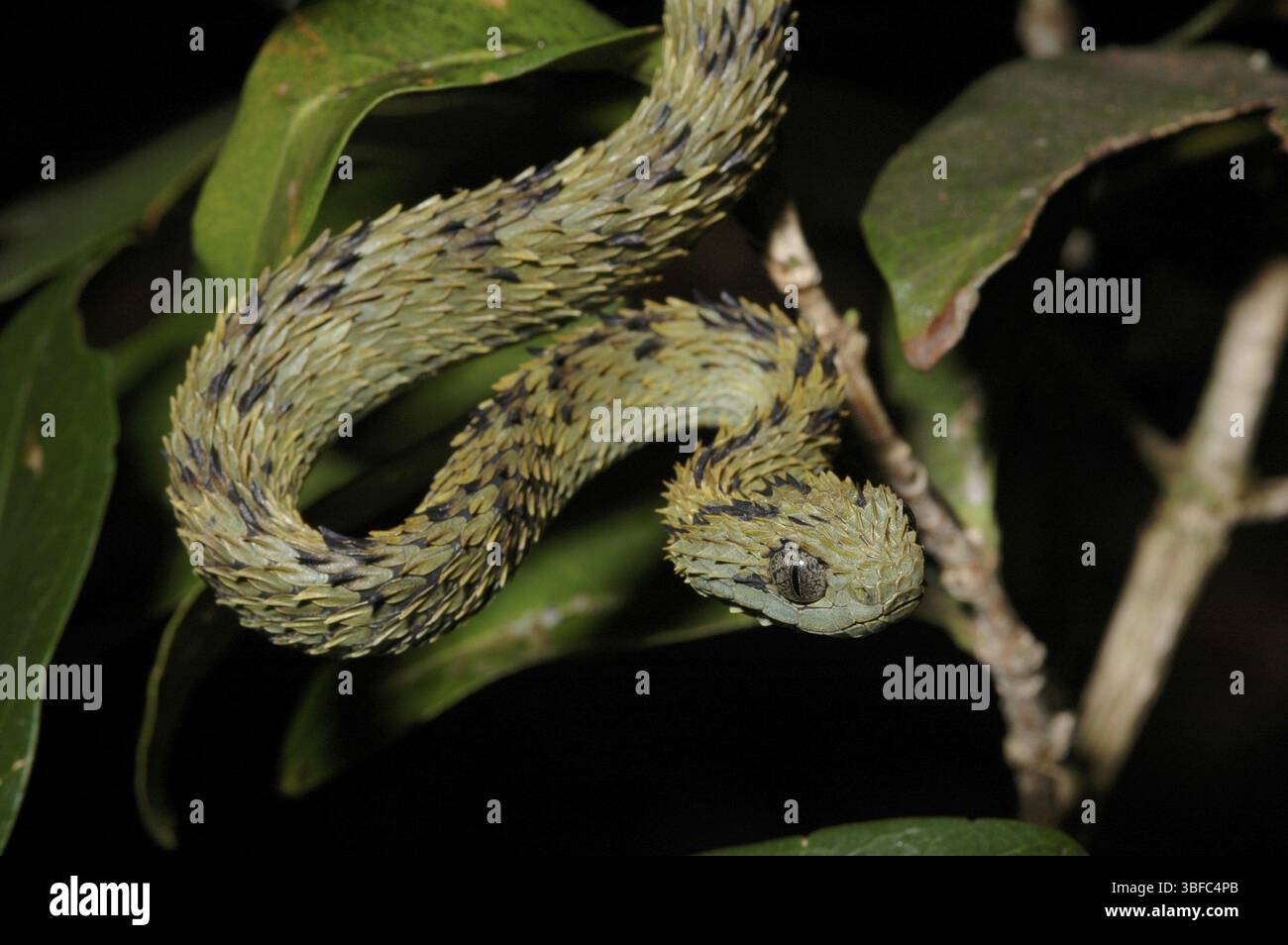 Vipère de Bush (Atheris hispida) Banque D'Images
