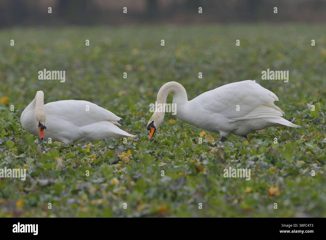Cygne muet (cygnos olor) Banque D'Images