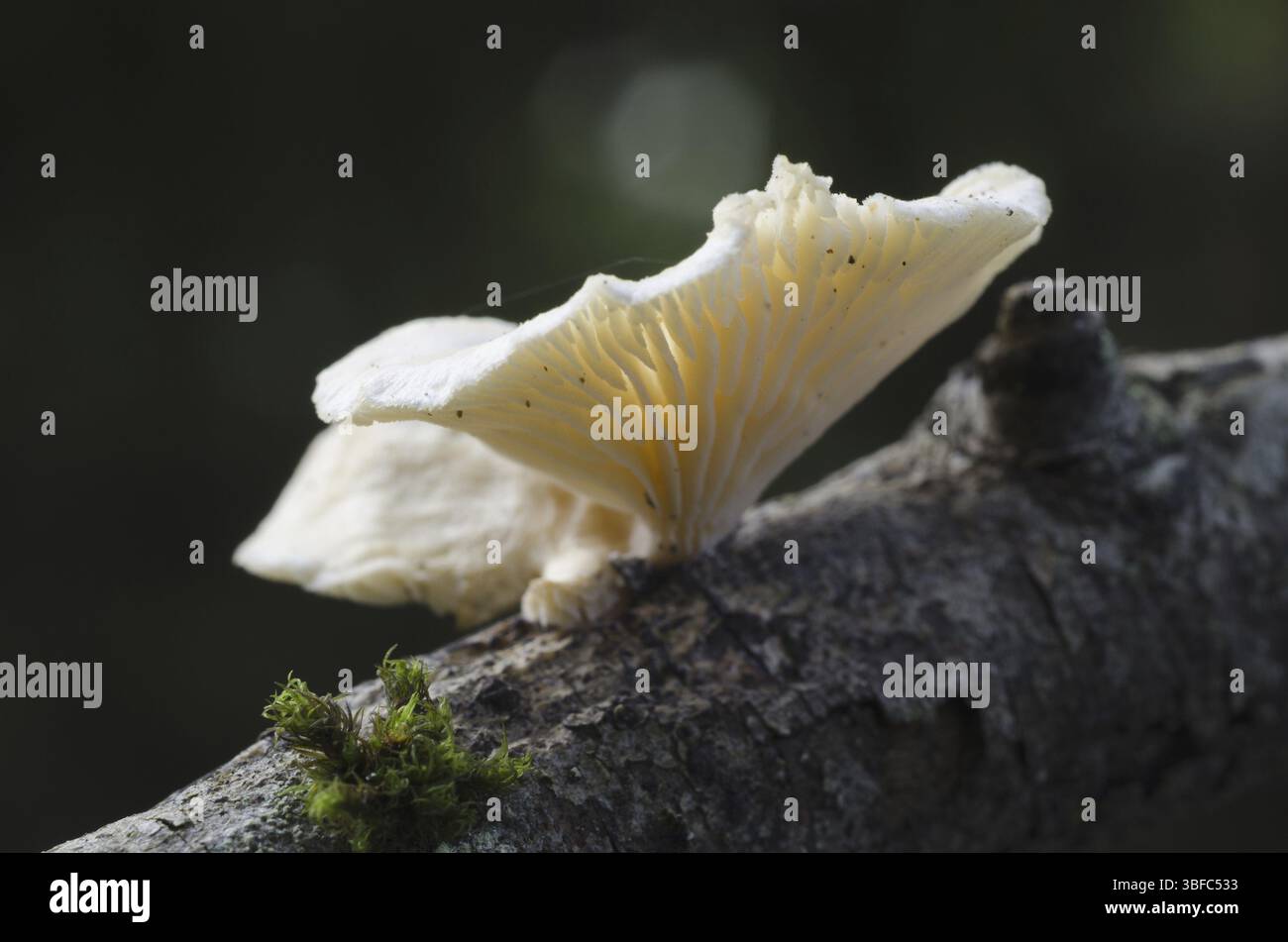 Scies anis (Lentinus suavissimus) Banque D'Images