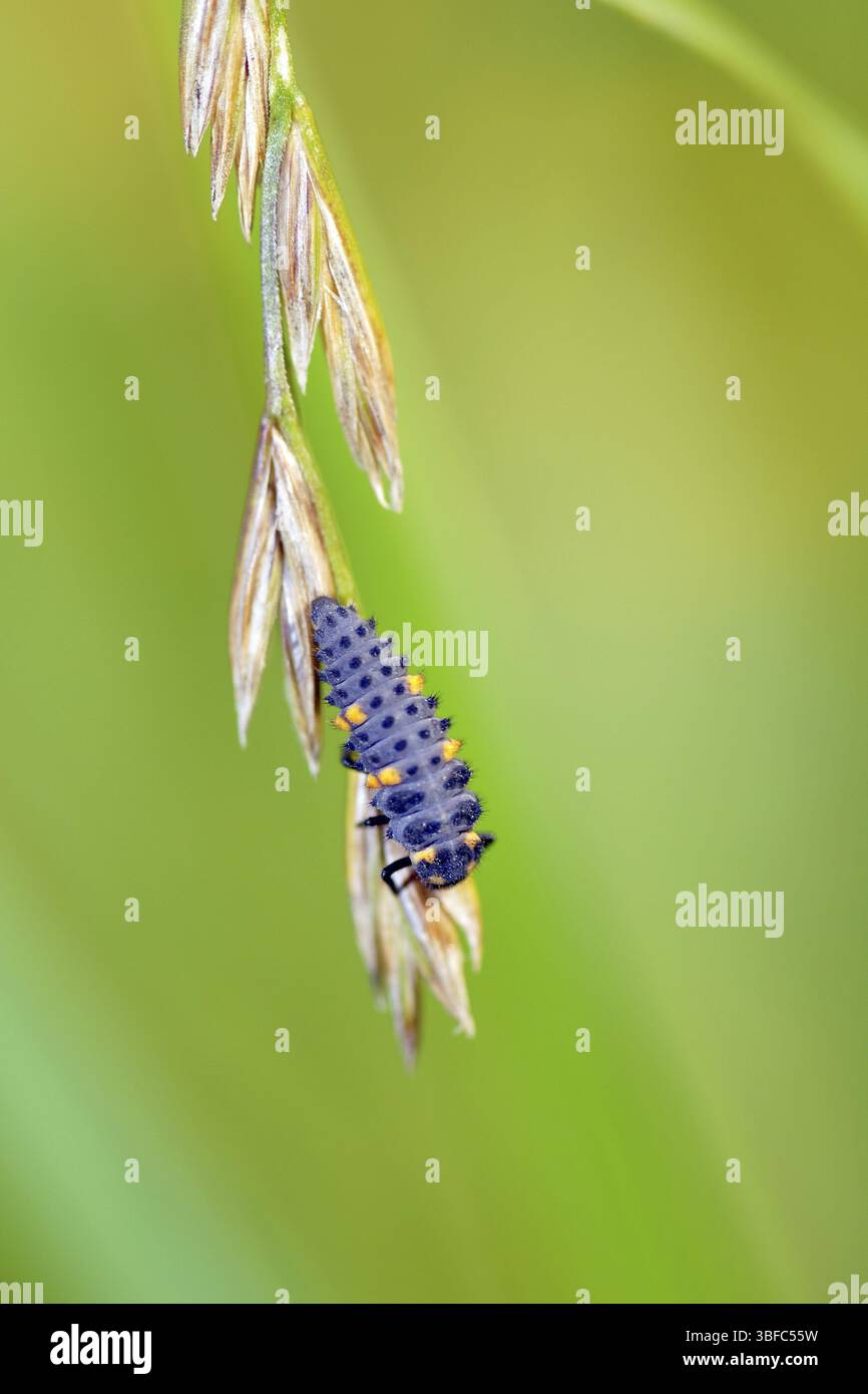 Larve de la coccinelle à cinq taches (Coccinellidae) Banque D'Images