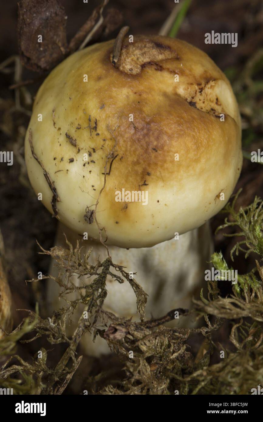 Poussette russula (Russula foetens) Banque D'Images