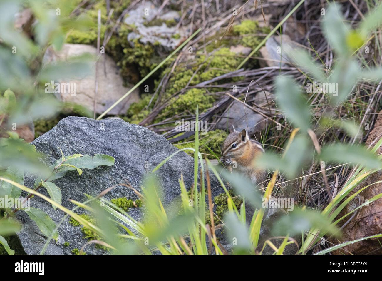 Le moins grand tchoumunk au Canada (Neotamias minimus) Banque D'Images