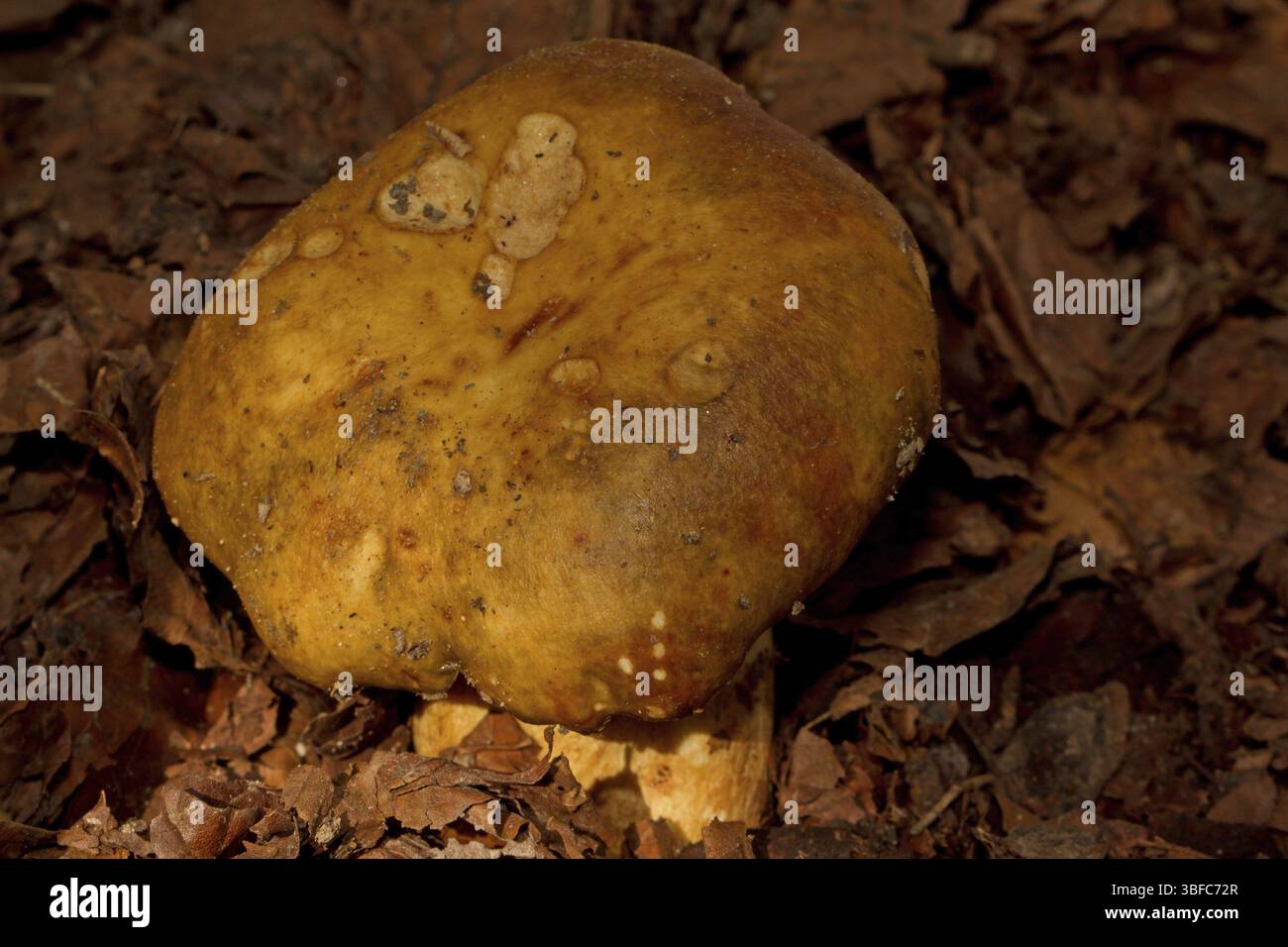 Poussette russula (Russula foetens) Banque D'Images