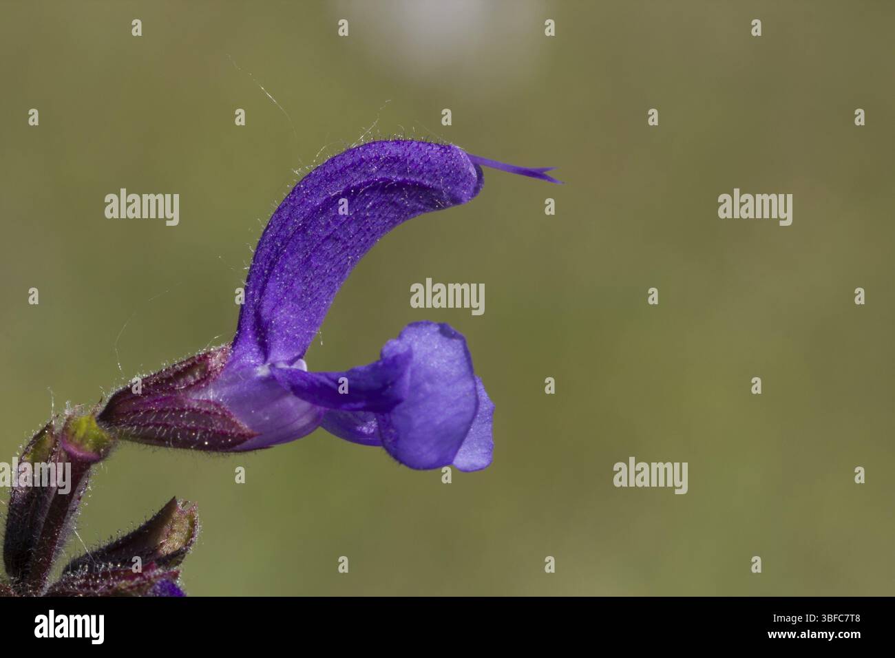 Meadow sauge (Salvia pratensis) Banque D'Images