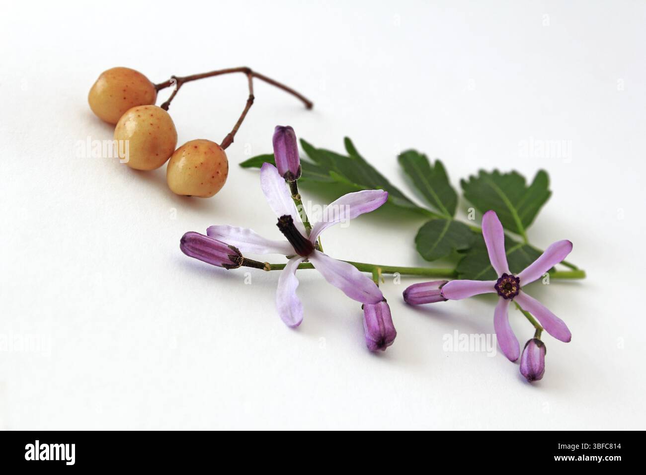 Fleurs et fruits de Cedrach (melia azedarach) Banque D'Images