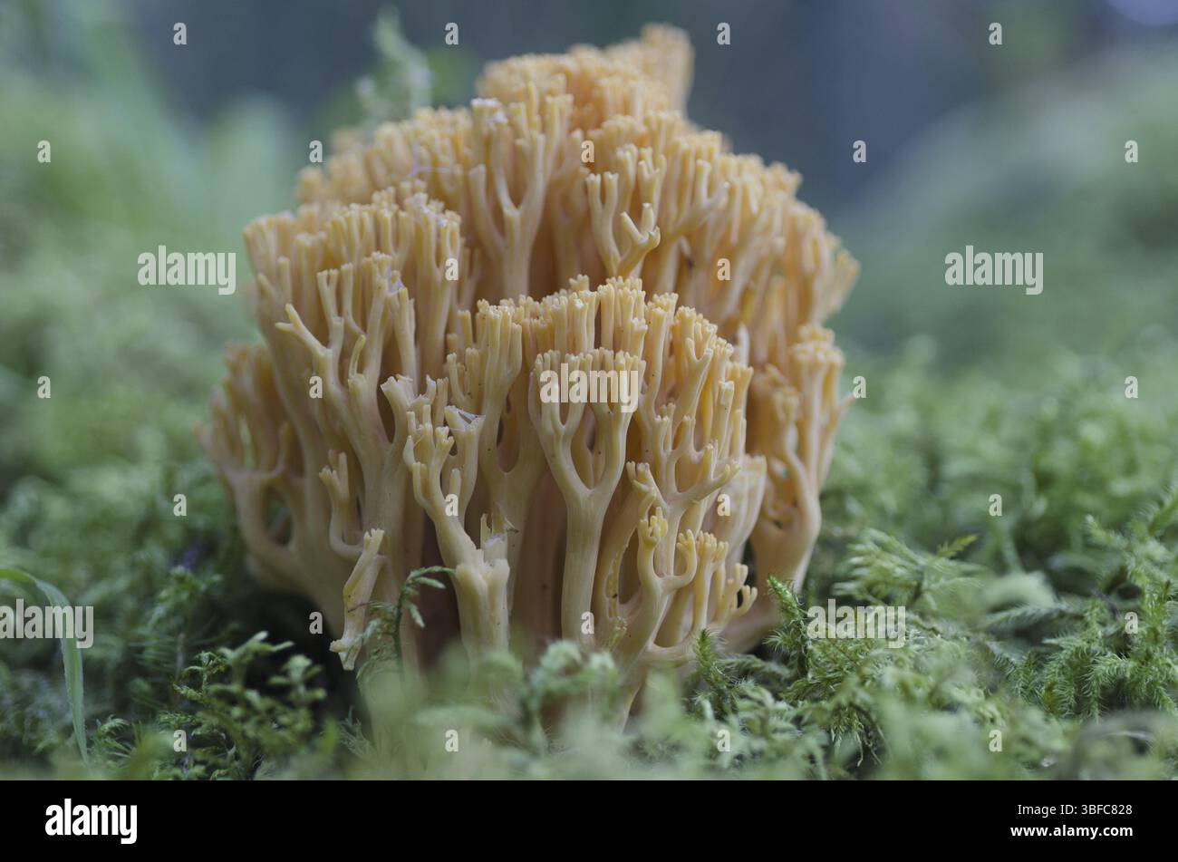 Corail de Largent (Ramaria largentii) Banque D'Images