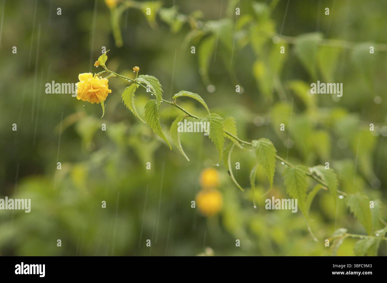 Pluie (pluie) Banque D'Images
