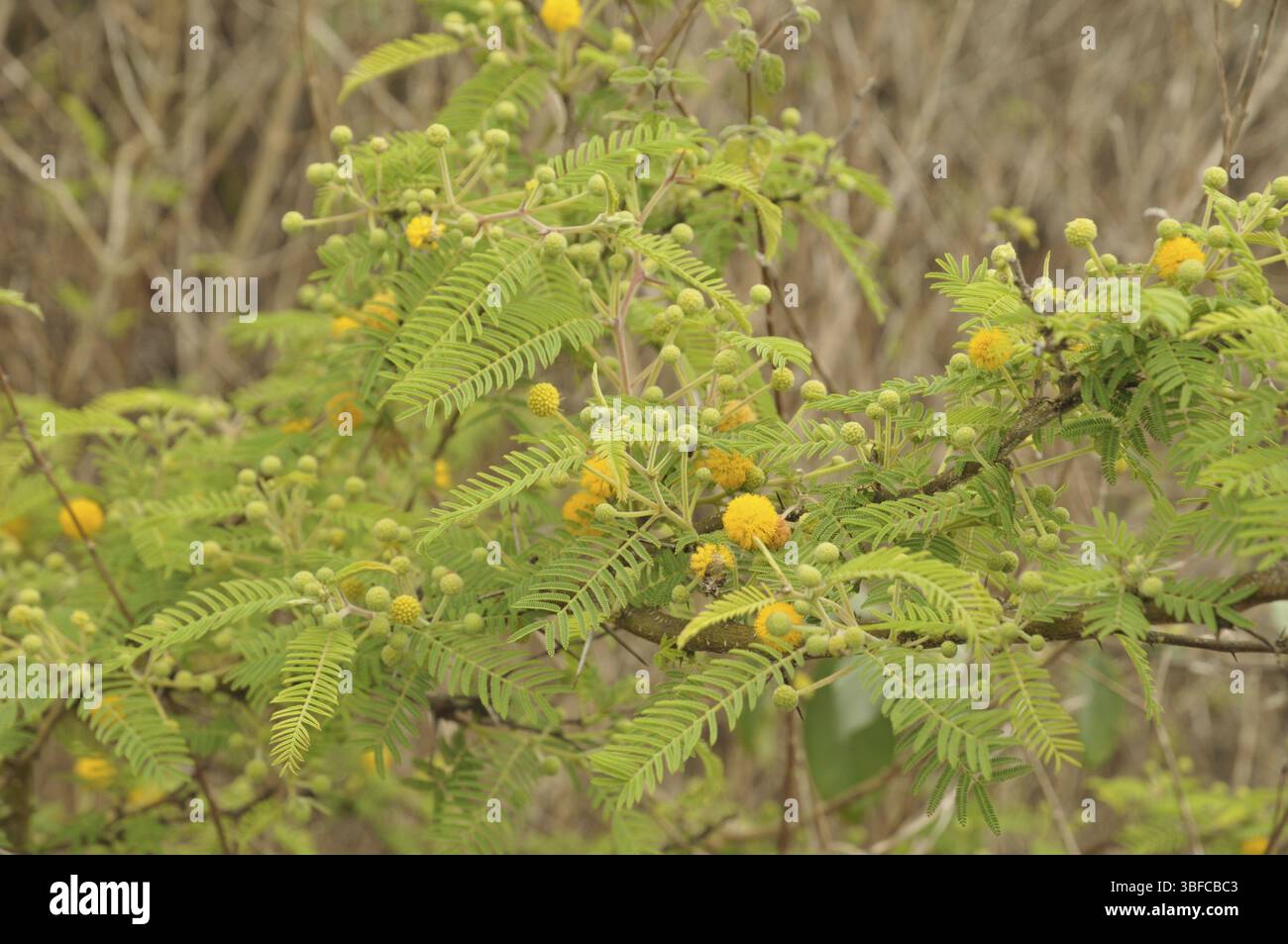 Vachellia farnesiana (Acacia farnesiana) Banque D'Images