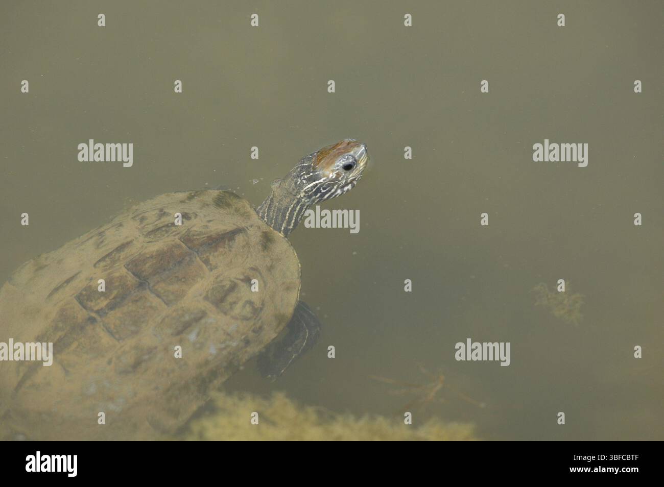 Tortue des Balkans (Mauremy rivulata) Banque D'Images