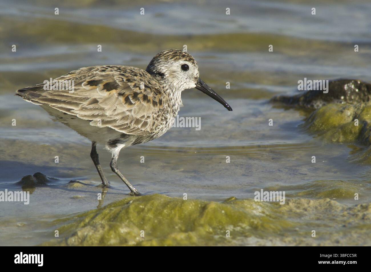 Le Bécasseau variable (Calidris alpina) Banque D'Images