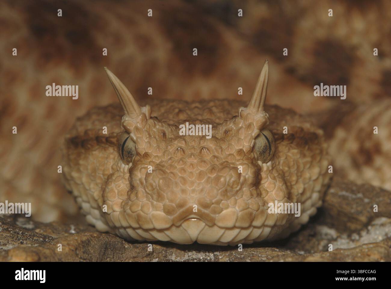 Vipère à cornes (Cerastes cerastes) Banque D'Images