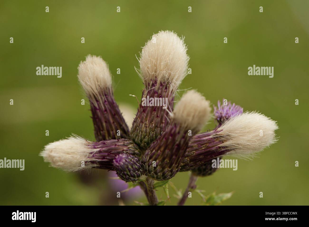 Chardon des champs (Cirsium arvense) Banque D'Images