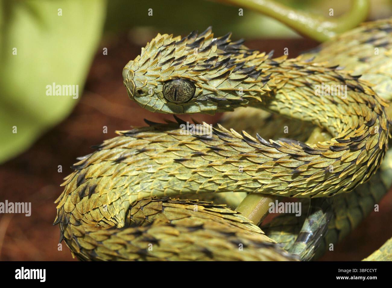 (Atheris hispida) Banque D'Images