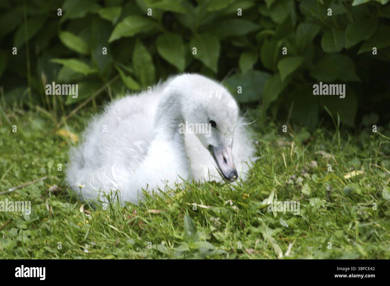 Cygne De La Toundra (Cygnus Bewickii) Banque D'Images