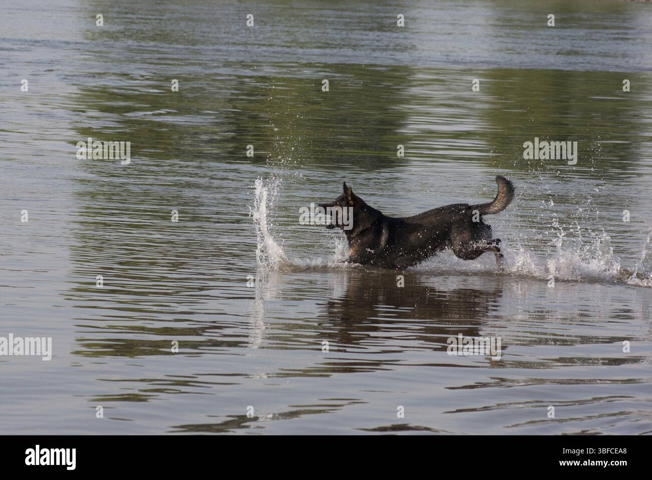 Je l'ai Banque D'Images