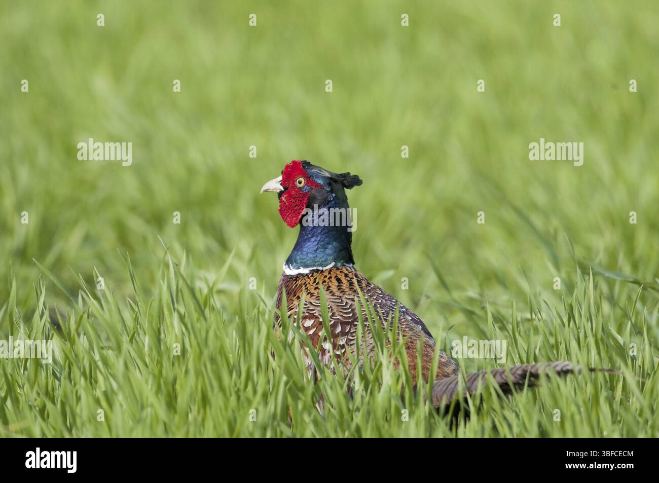 Faisan de Colchide Phasianus colchicus (mâle) Banque D'Images