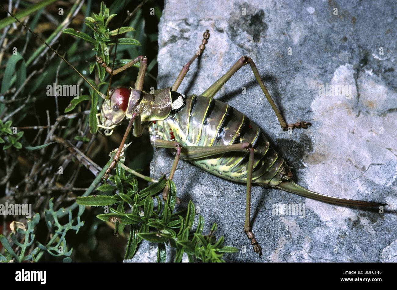 Sauterelle à selle (Ephippiger sp.) Banque D'Images