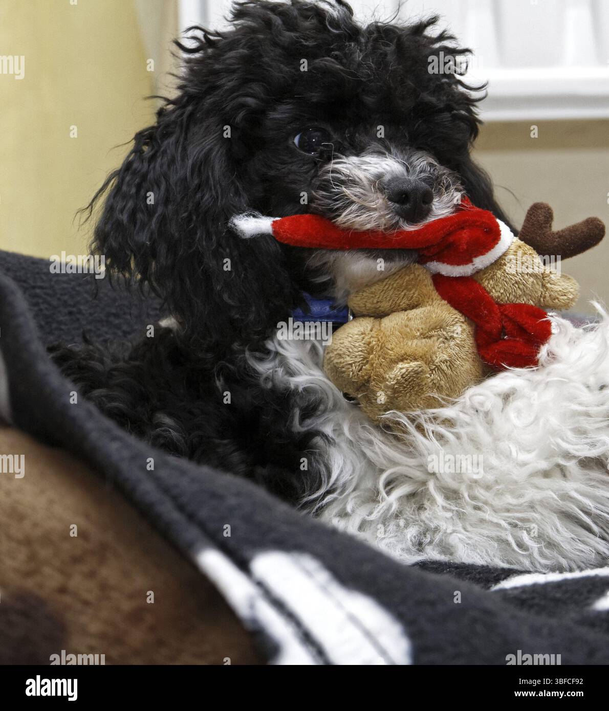 Caniche arlequin en action Banque D'Images