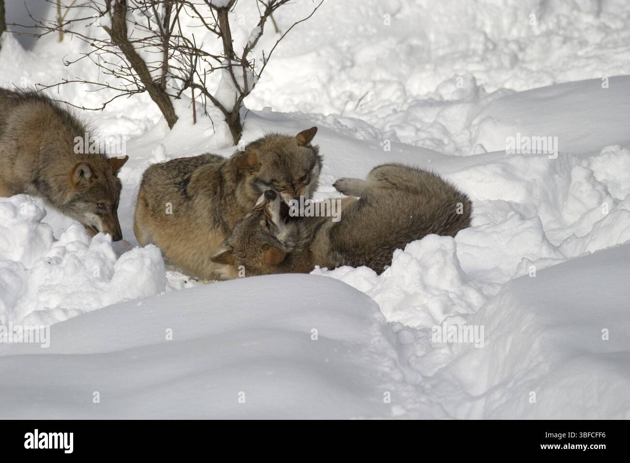 Jouer aux loups (Canis lupus) Banque D'Images