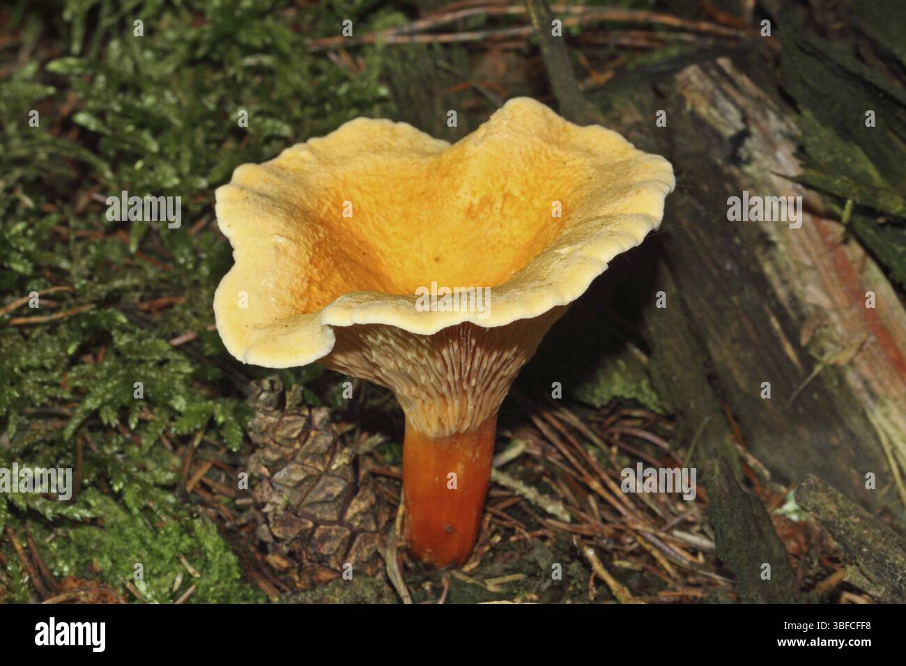 Fausse Chanterelle (Hygrophoropsis aurantiaca) Banque D'Images