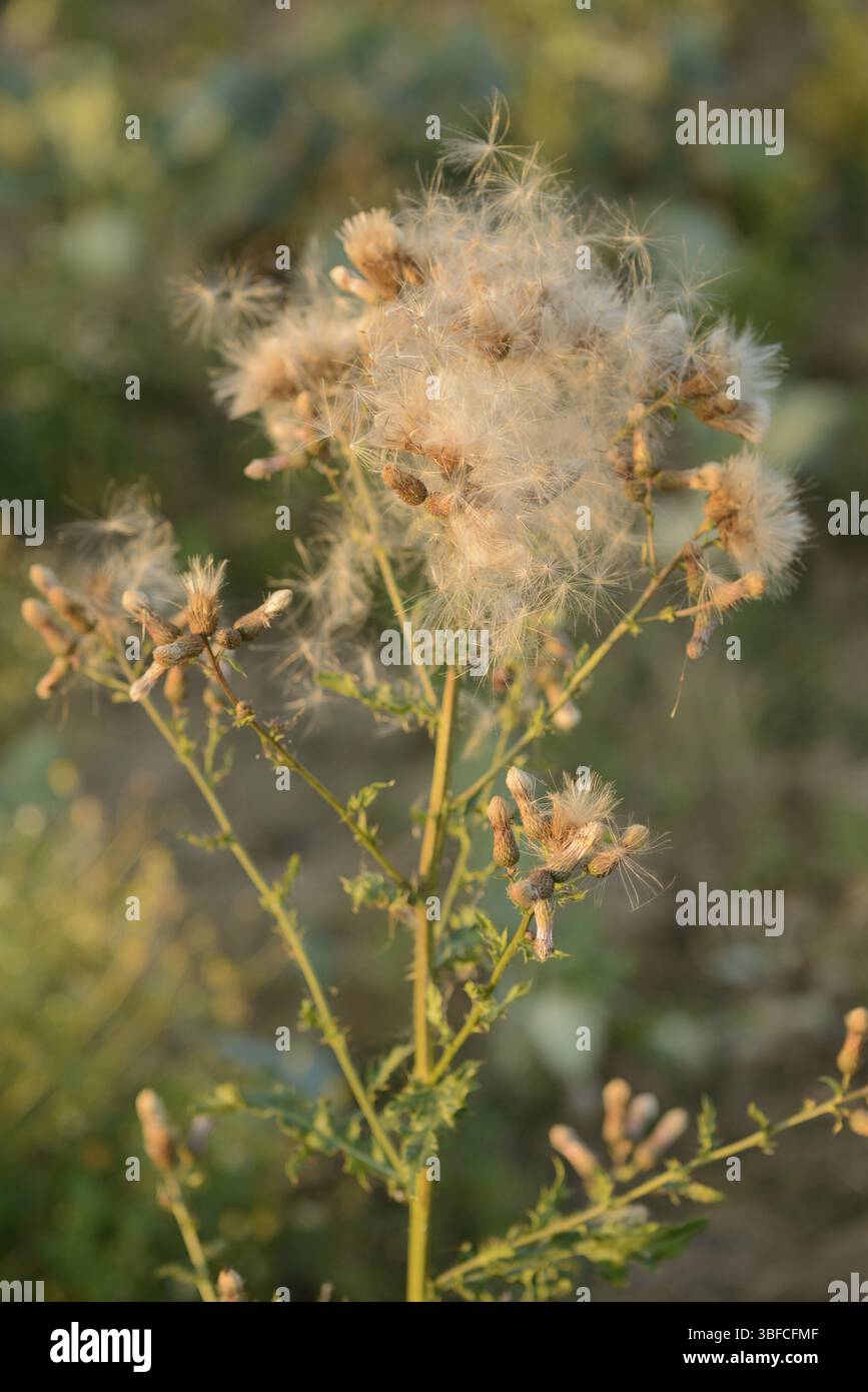 Fructification du chardon rampant (Cirsium arvense) Banque D'Images