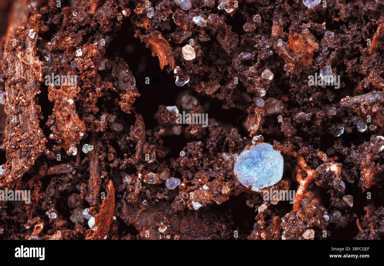 Sable blanchi par podzolisation des grains dans la couche d'humus d'une terre brune Banque D'Images